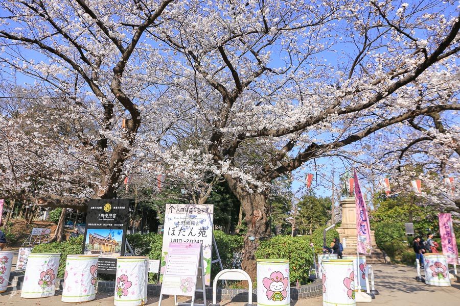 上野公园樱花