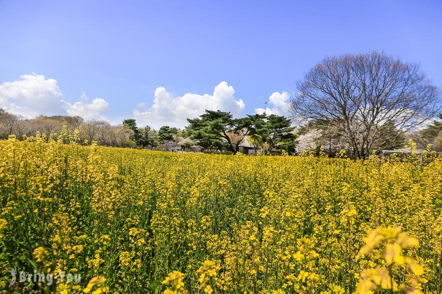 國營常陸海濱公園粉蝶花