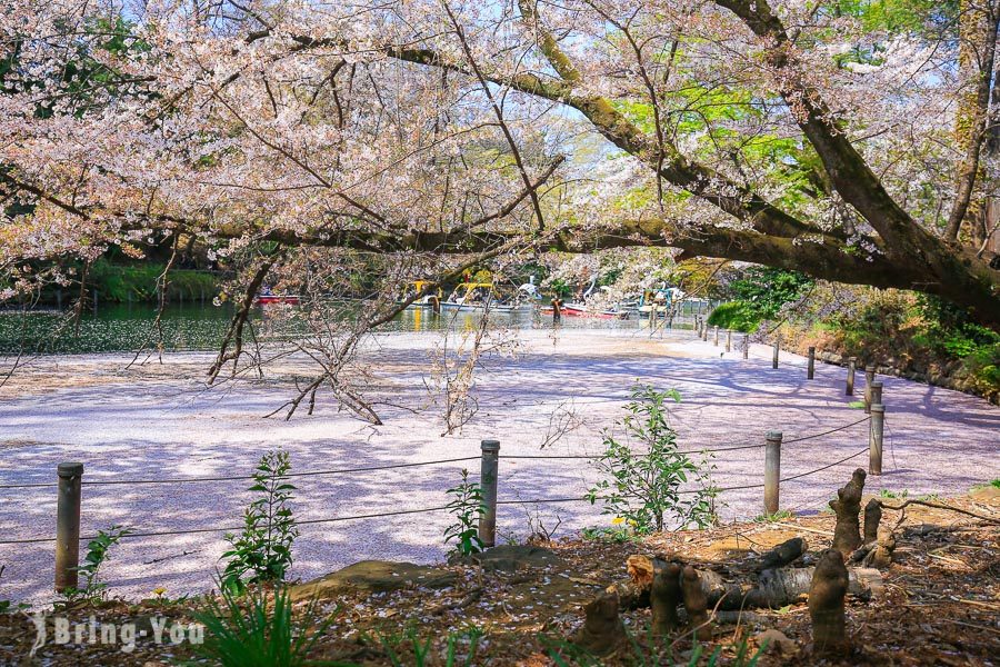 井之头恩赐公园樱花