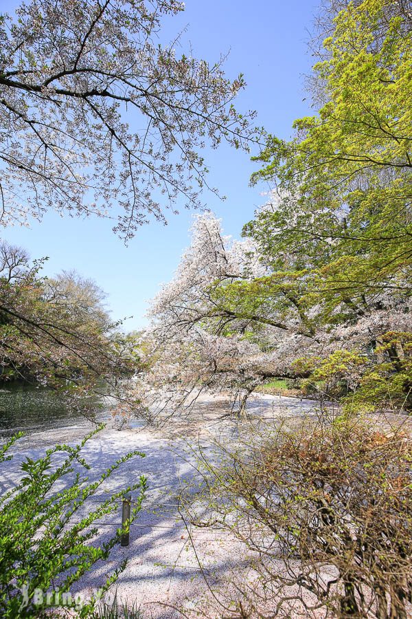 井之头恩赐公园樱花