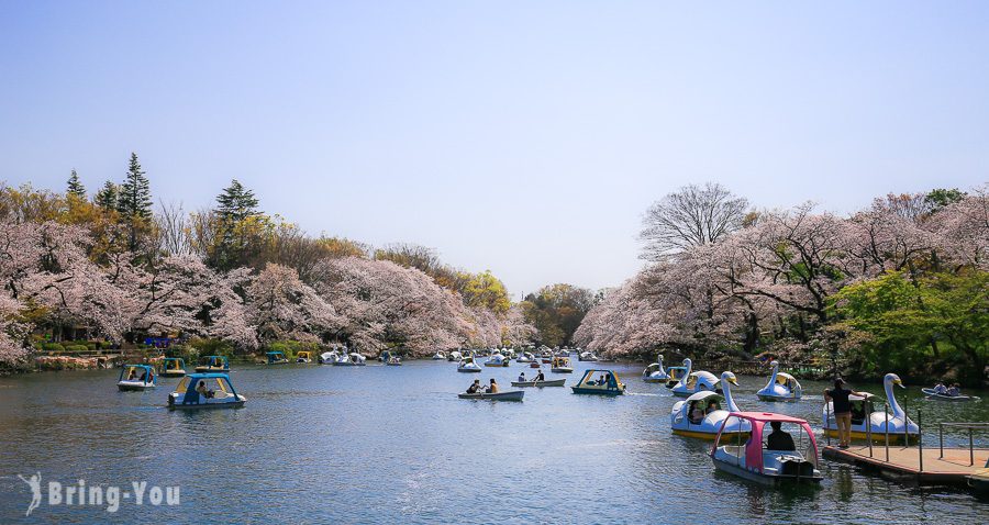 井之头恩赐公园樱花