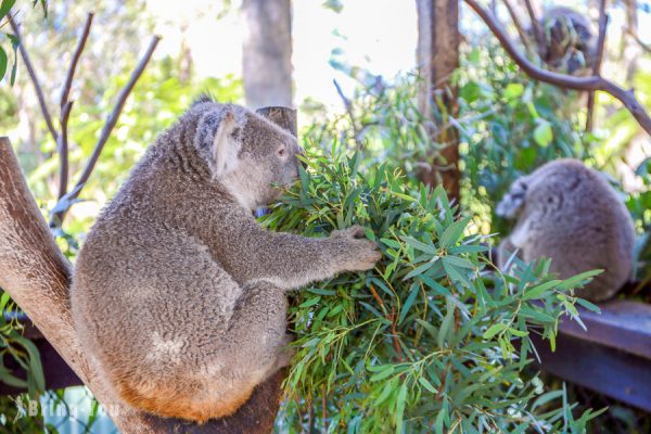 【雪梨】澳洲爬行動物公園｜近距離接觸袋鼠與無尾熊的好選擇