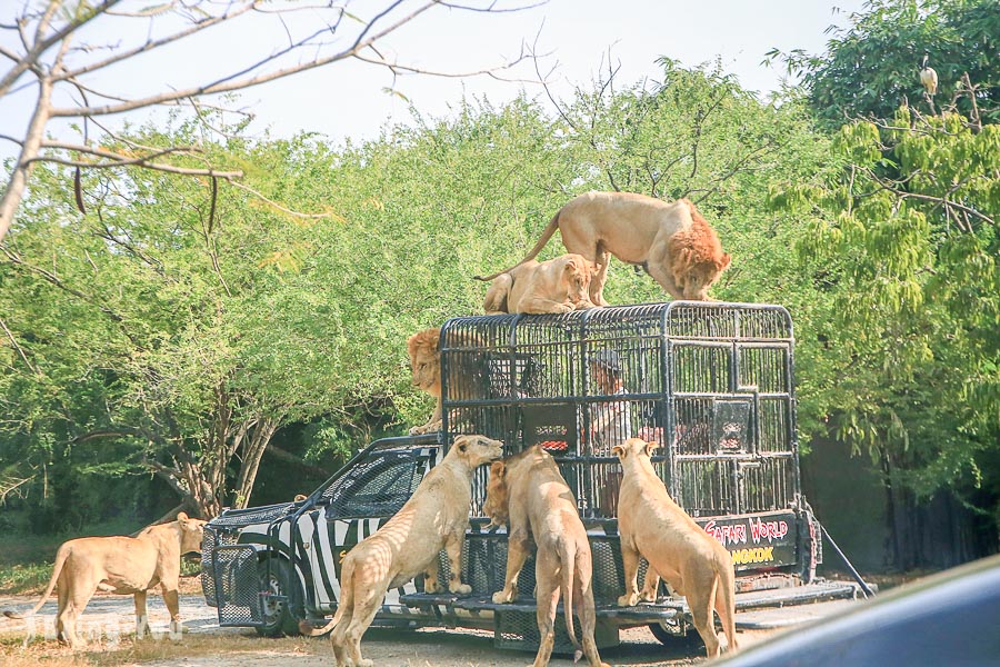 【曼谷】Safari World 賽佛瑞野生世界包車一日遊，野生動物園看獅子餵食秀