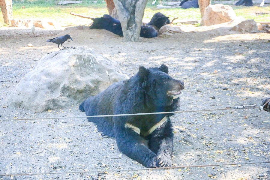 Safari World 曼谷赛佛瑞野生世界