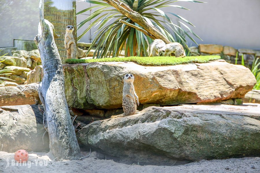塔龍加動物園 Taronga Zoo