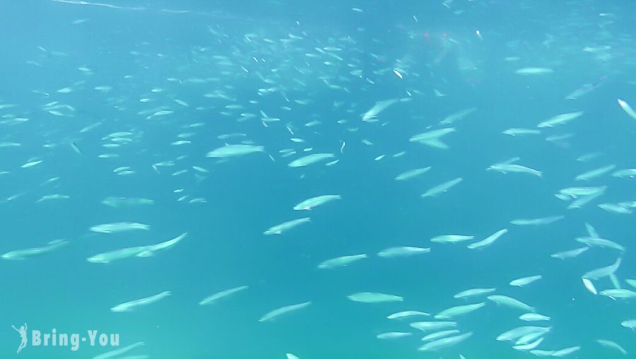 小皇帝島(Racha Noi island)浮潛