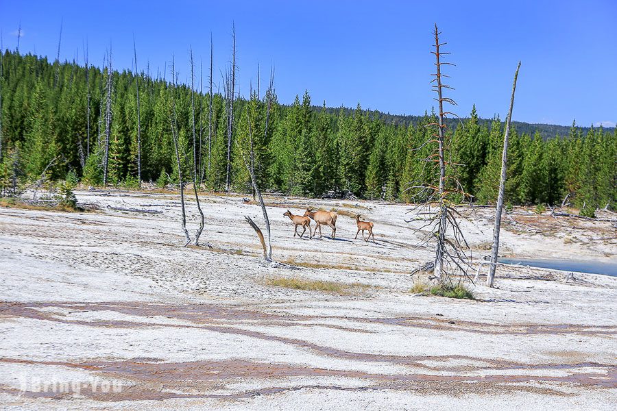 西姆指間歇泉盆地 West Thumb Geyser Basin