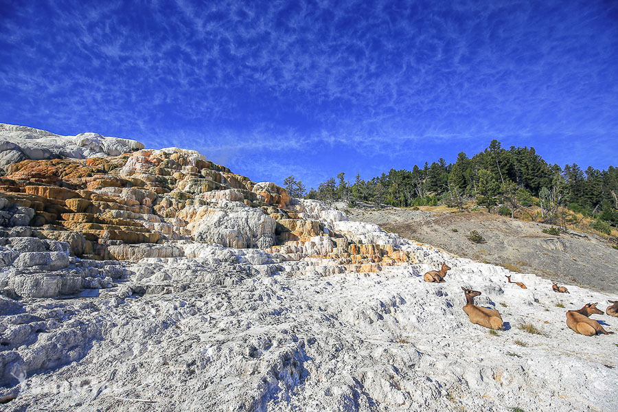 猛犸温泉 Mammoth Hot Springs