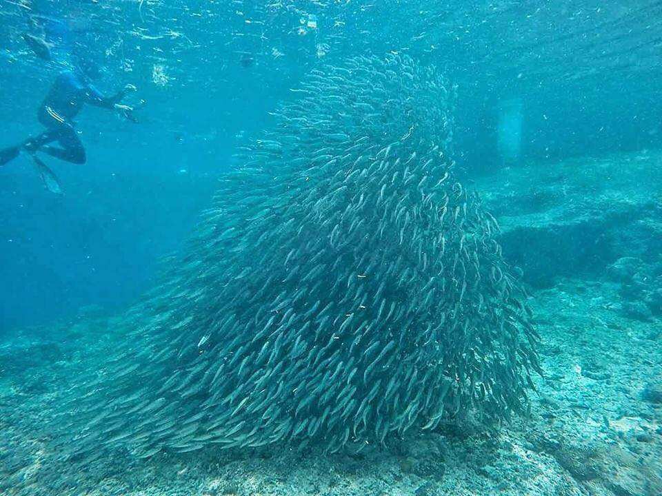 宿霧墨寶自由行|沙丁魚風暴