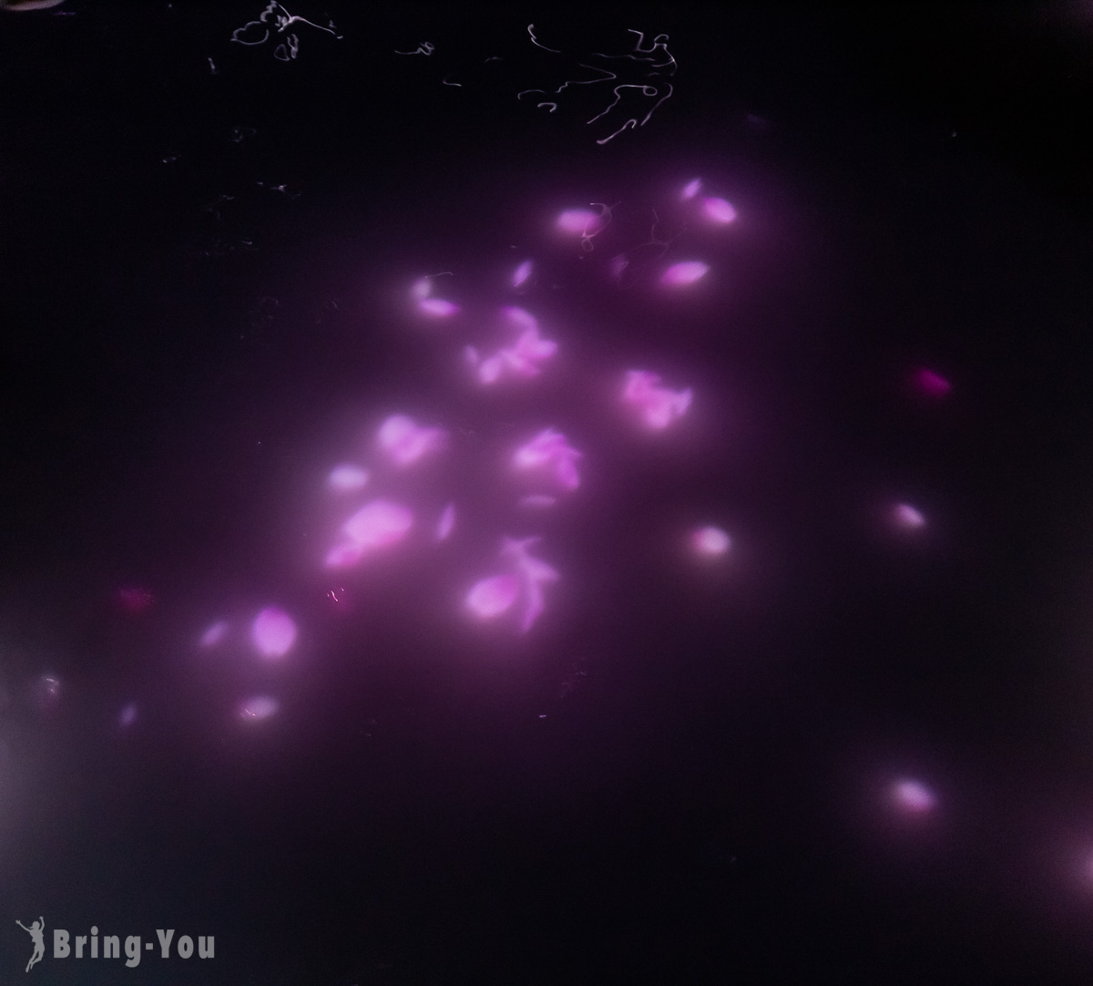 丰洲 teamLab Planets TOKYO