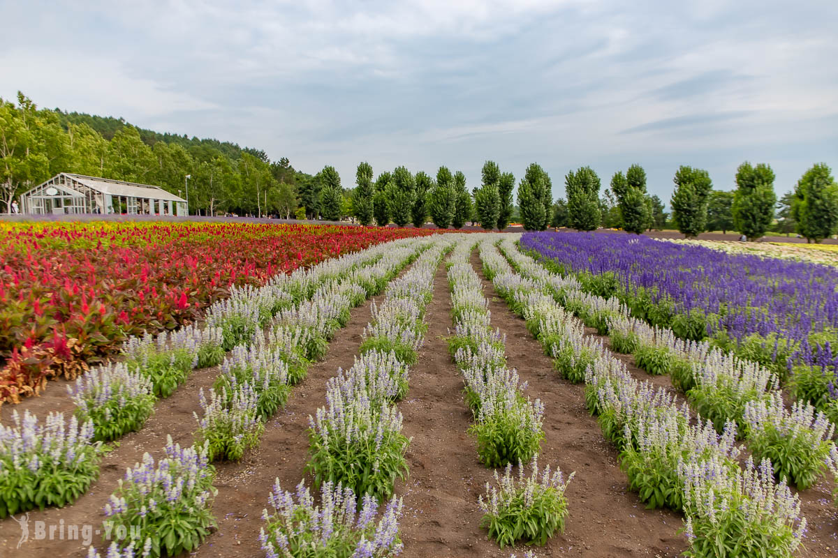 北海道富田农场
