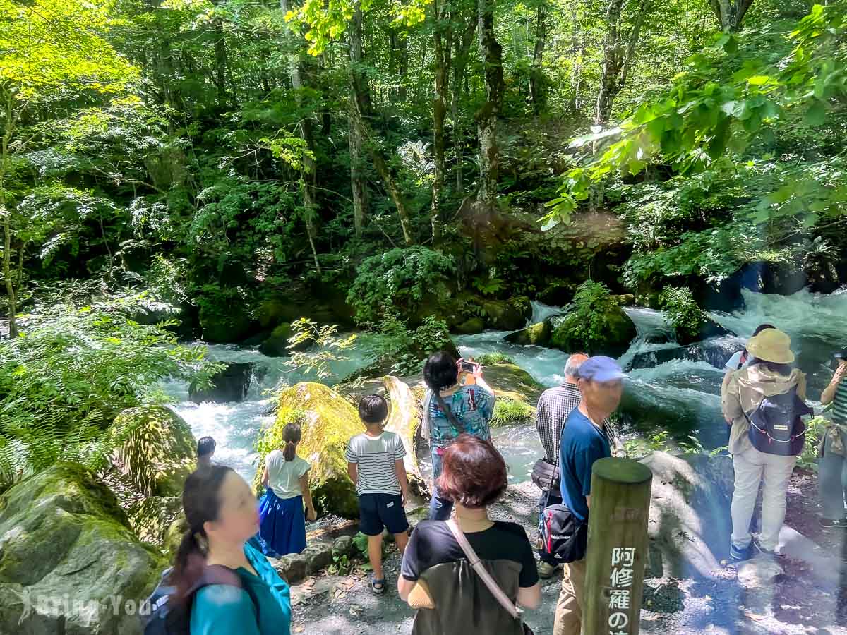 奥入濑溪流夏天新绿