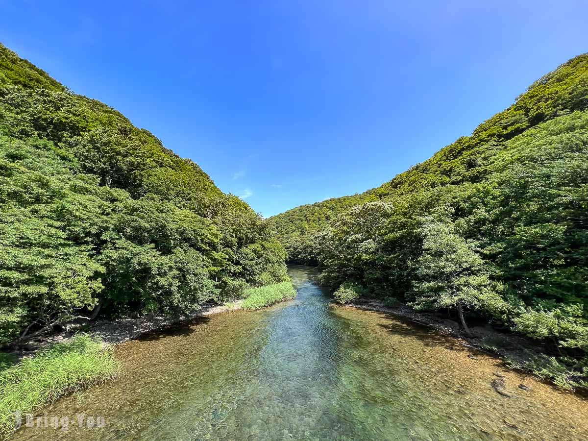 奥入濑溪流夏天新绿
