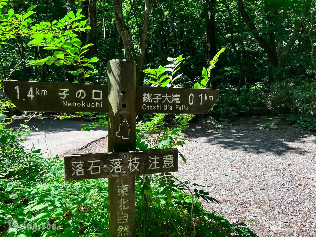 奥入濑溪流夏天新绿