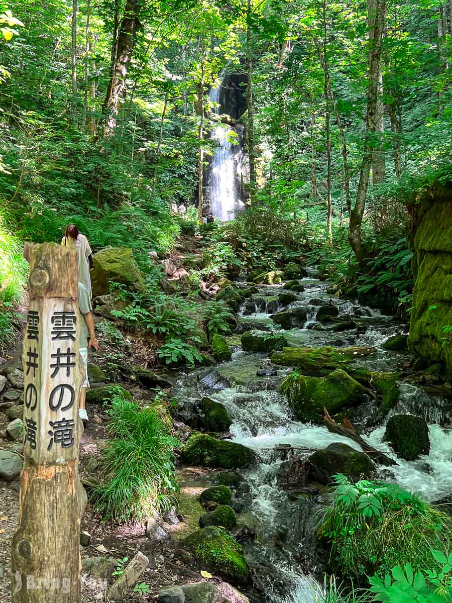 奥入濑溪流夏天新绿