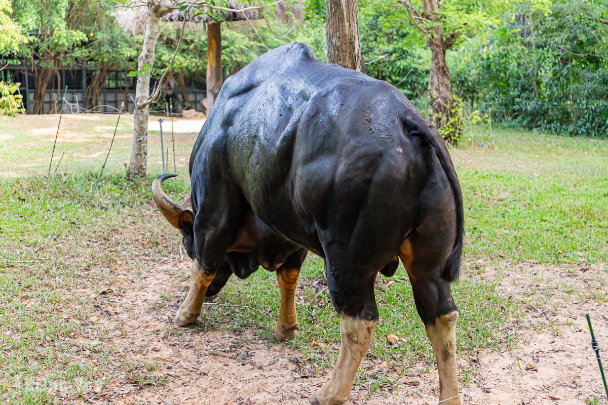富國島珍珠野生動物園