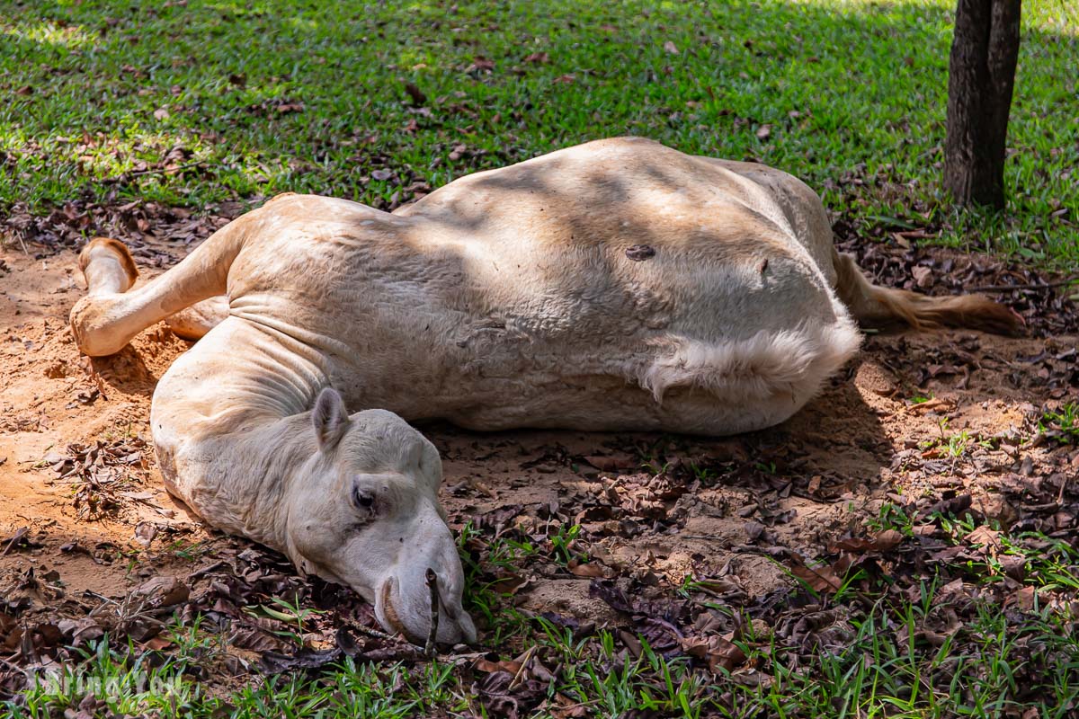 富國島珍珠野生動物園