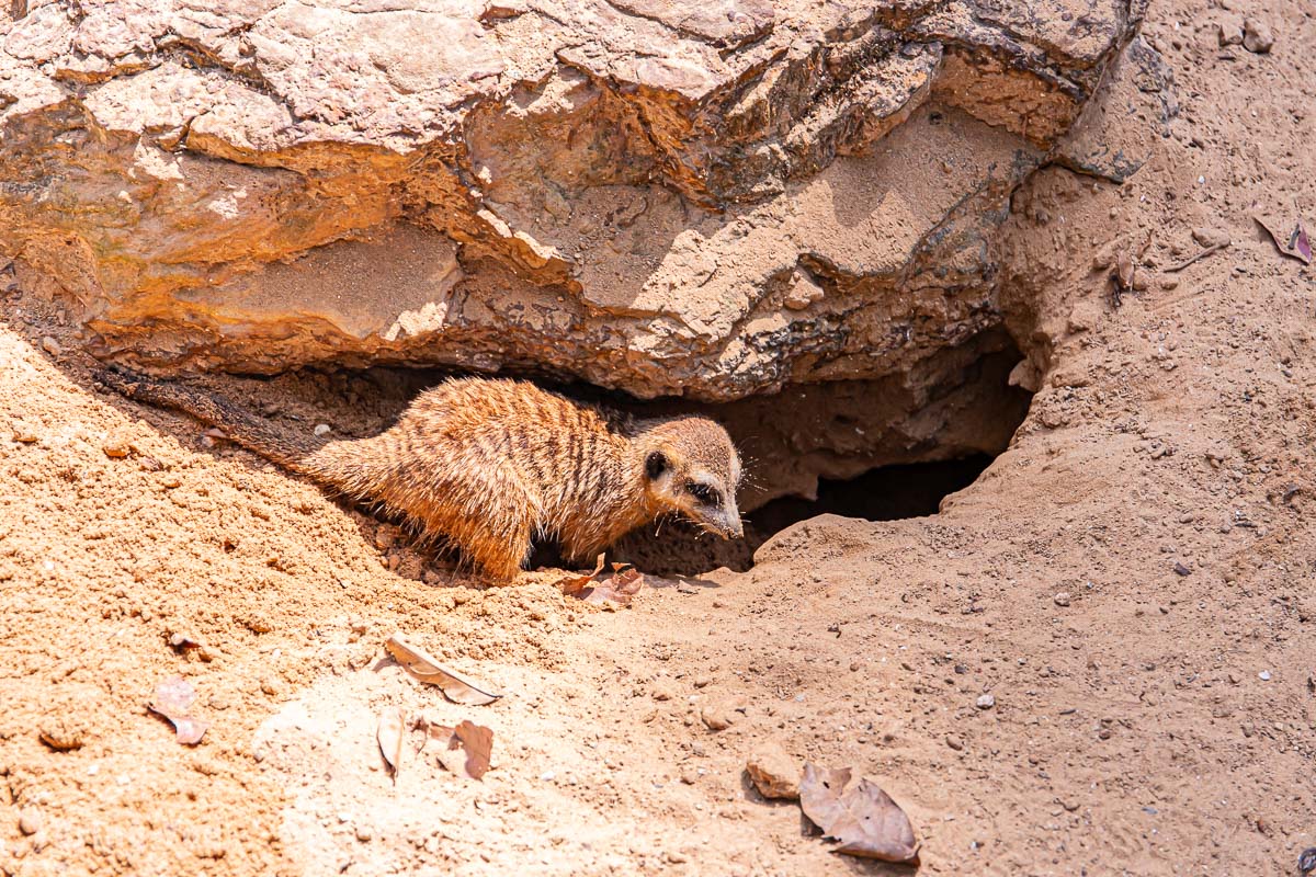 富國島珍珠野生動物園