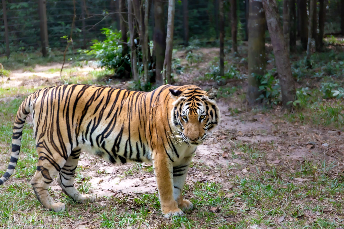 富國島珍珠野生動物園