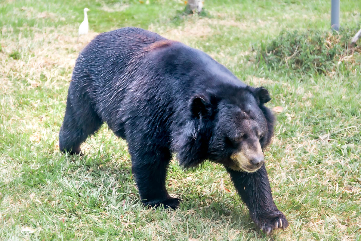 富國島珍珠野生動物園
