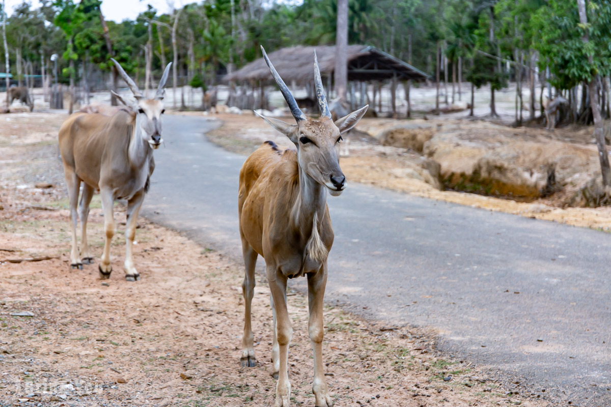 富國島珍珠野生動物園