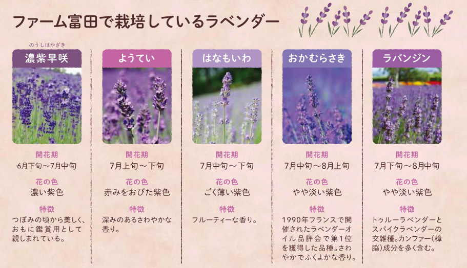 北海道富田农场