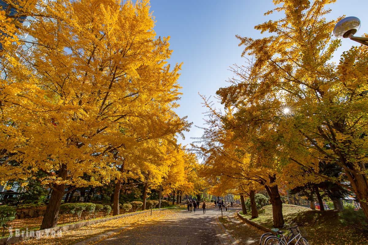 札幌中島公園銀杏