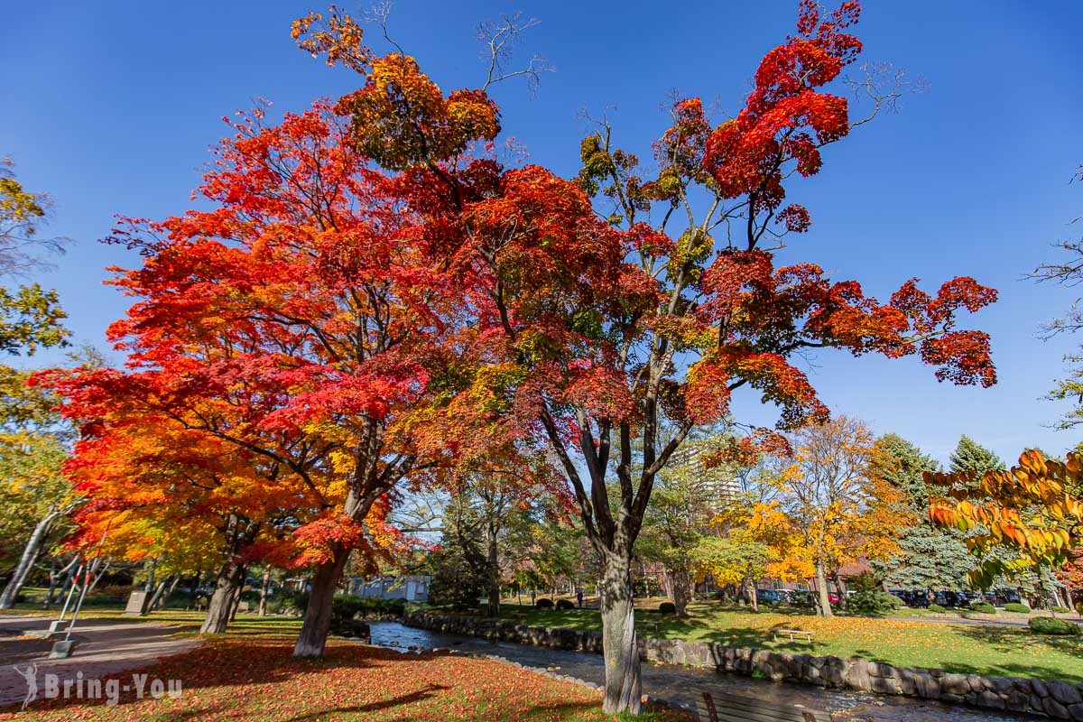 札幌中島公園楓紅