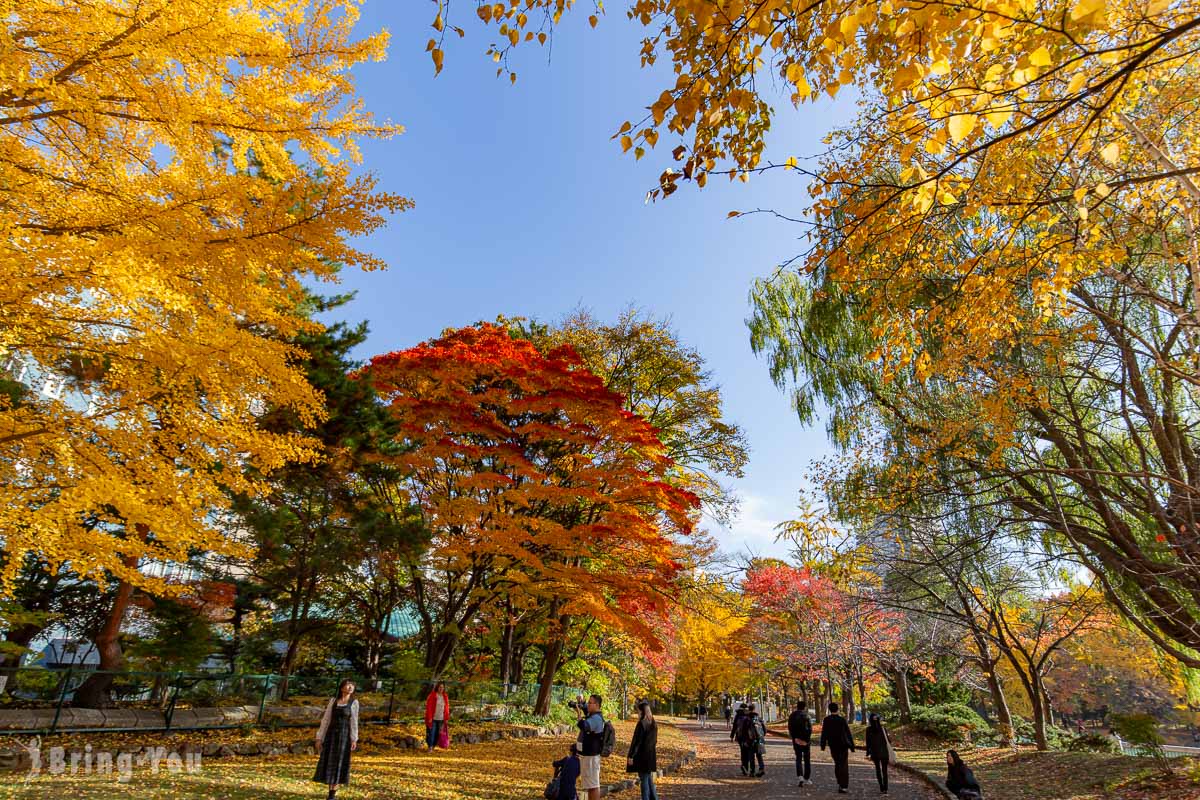 札幌中島公園銀杏