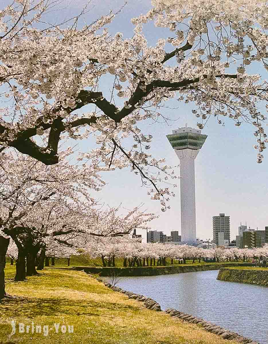 函馆五棱郭塔樱花