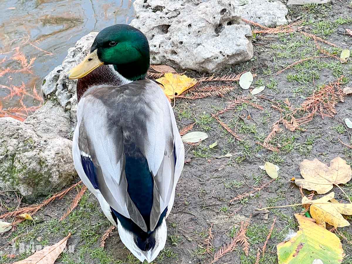 馬德里麗池公園