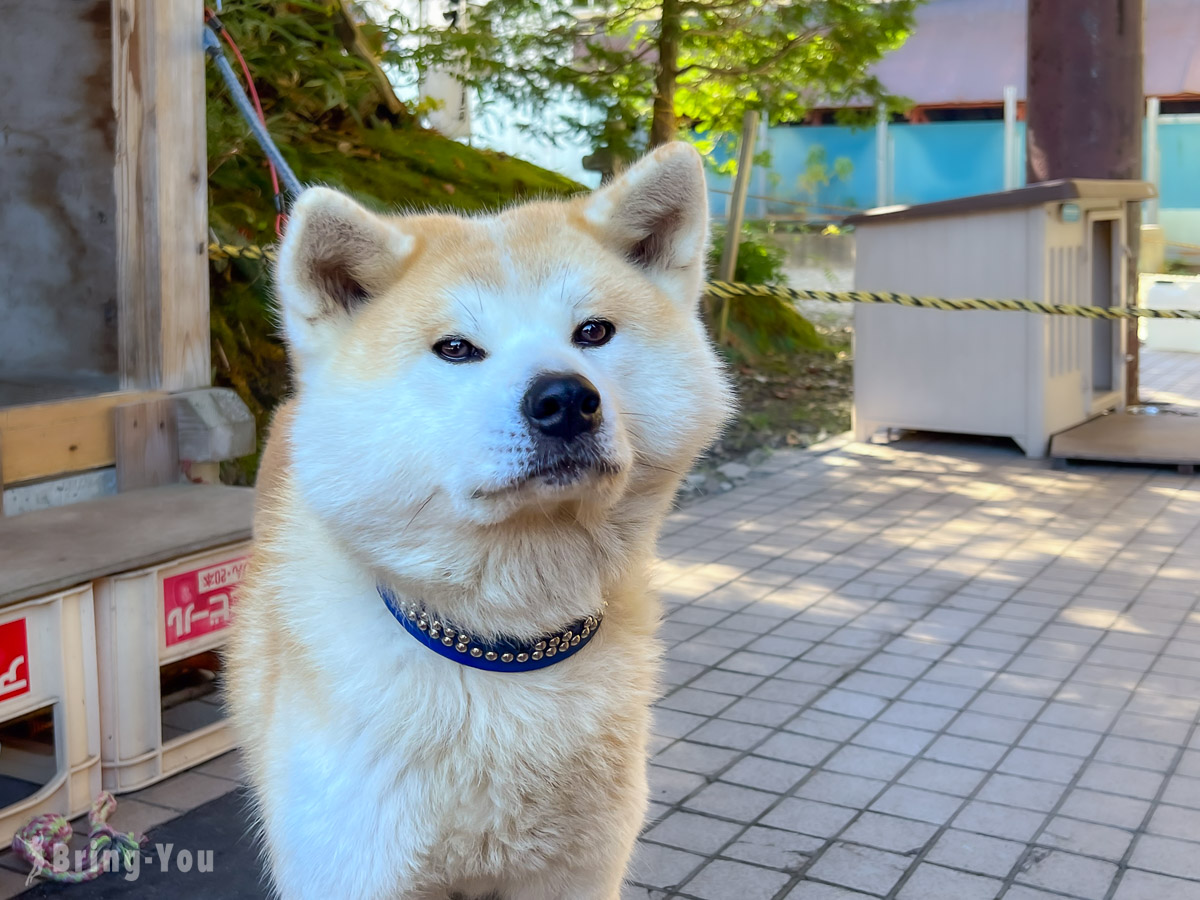 田泽湖秋田犬