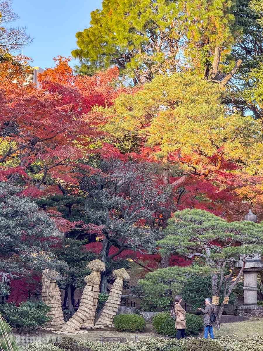 東京舊古河庭園｜日式庭園楓葉