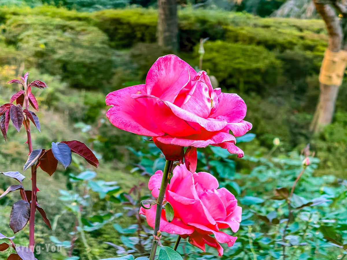 東京舊古河庭園｜西洋庭園