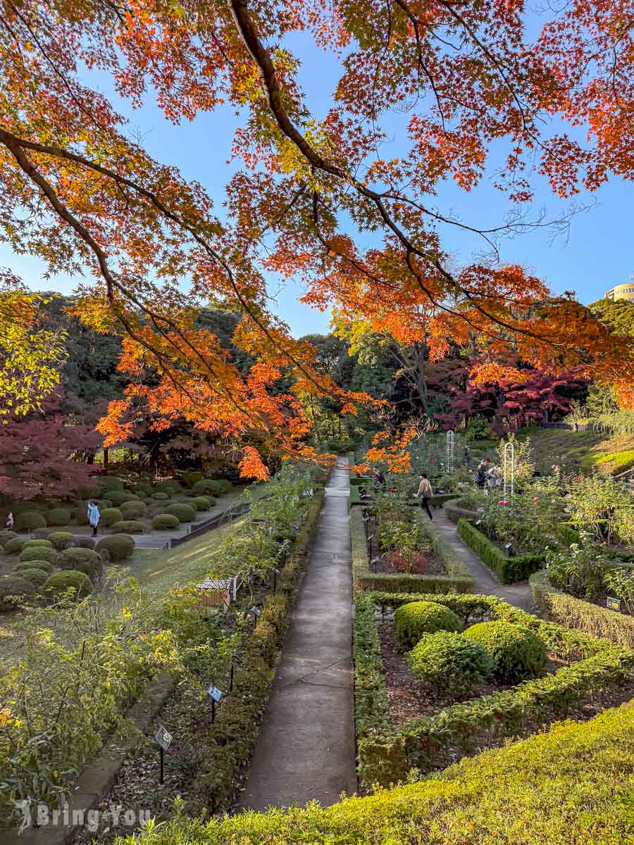 東京舊古河庭園楓葉