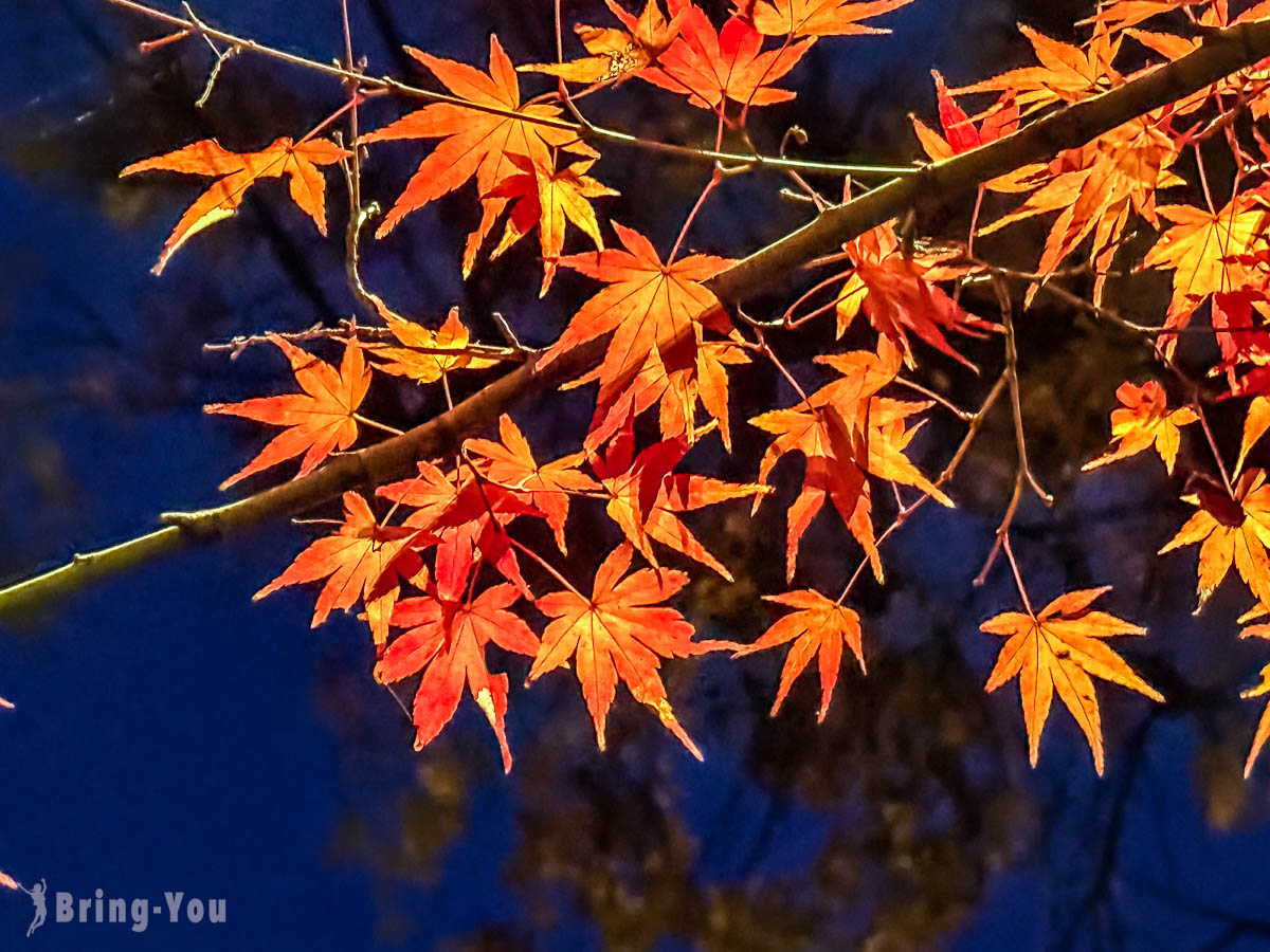 大田黑公園紅葉景點