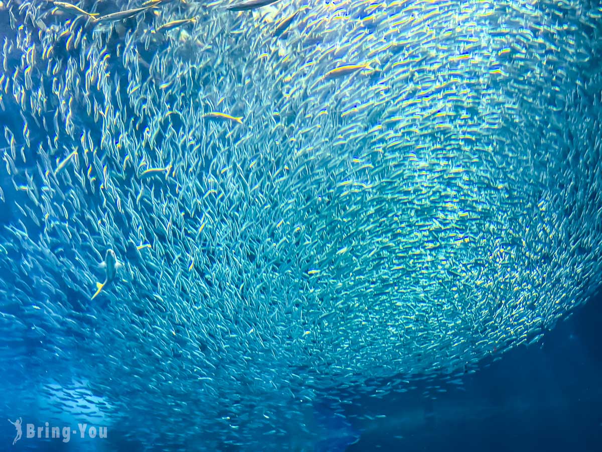 福岡親子景點|海洋世界海之中道