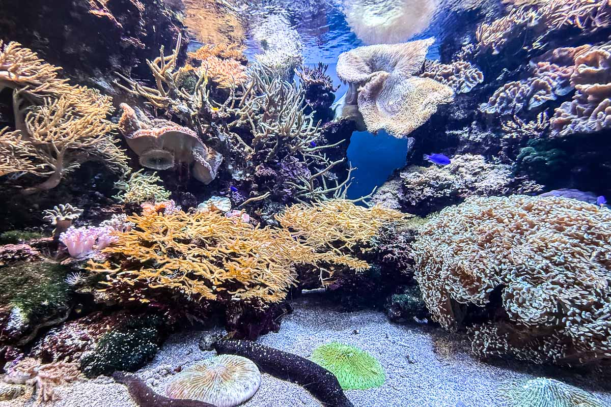 福岡親子景點|海洋世界海之中道