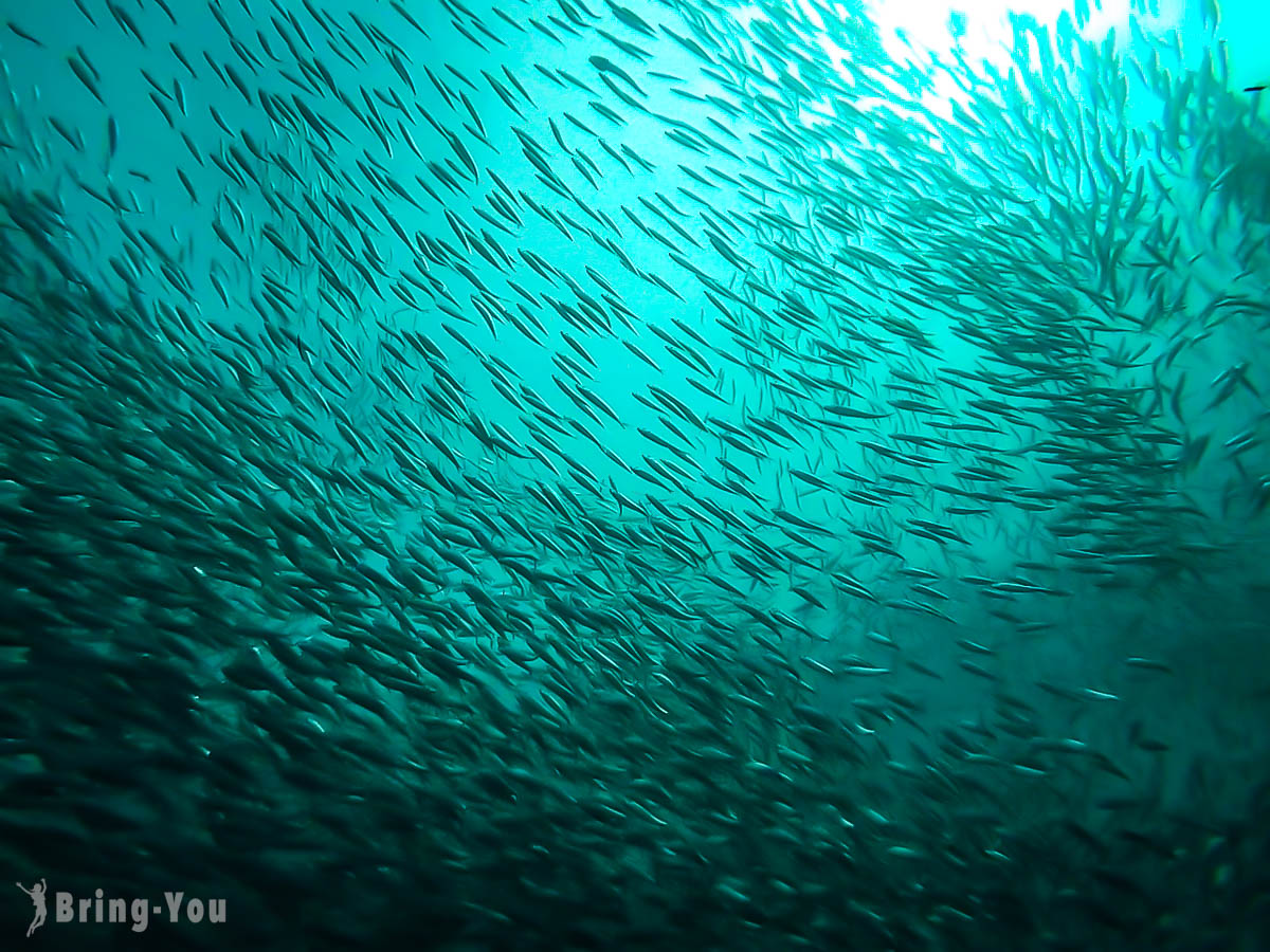宿霧景點:墨寶沙丁魚風暴