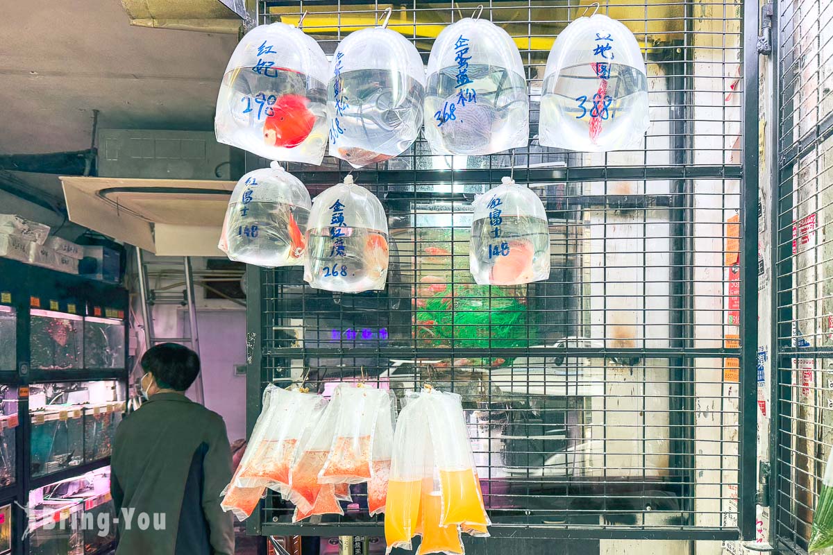 香港旺角景點推薦|金魚街