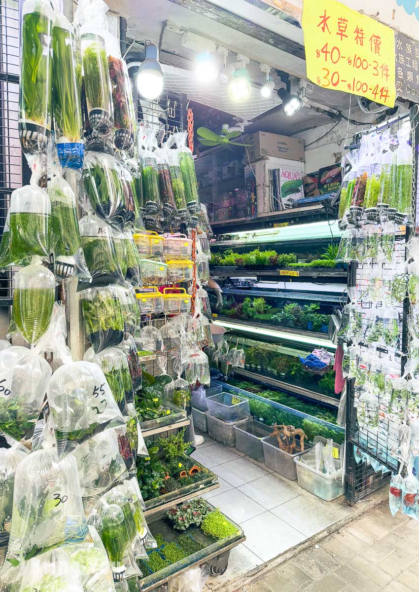 香港旺角景點推薦|金魚街