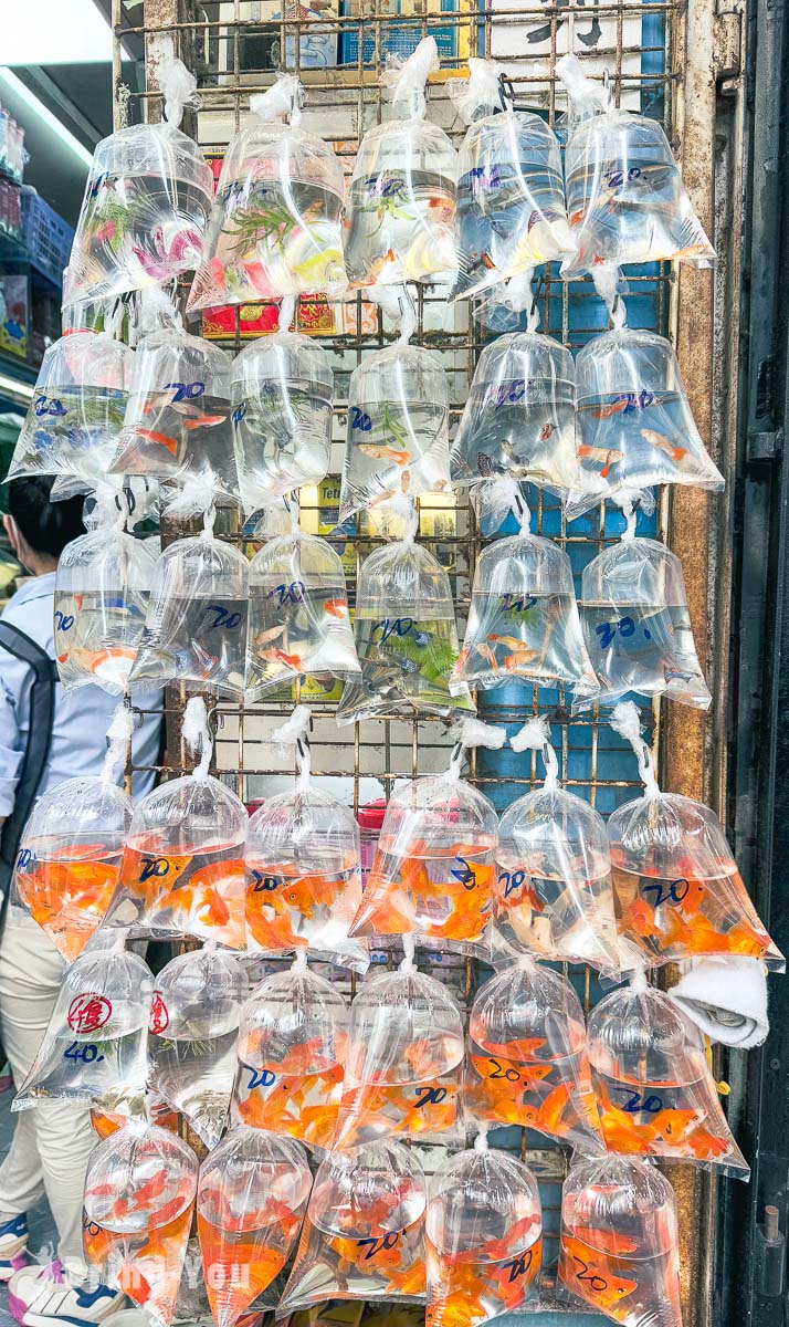 香港旺角景點推薦|金魚街