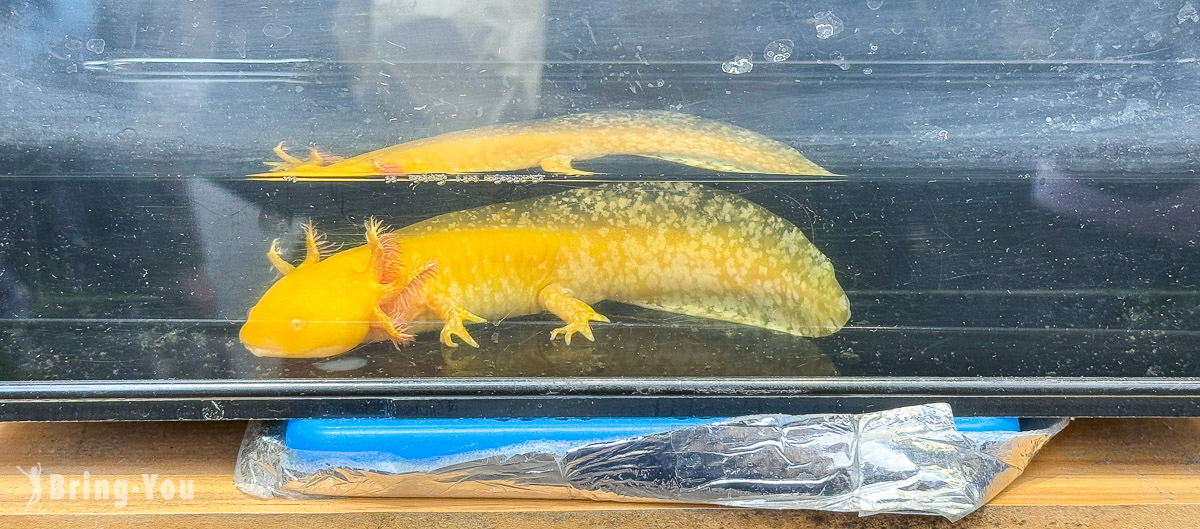 香港旺角景點推薦|金魚街