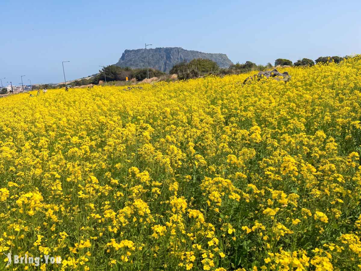 城山油菜花圃