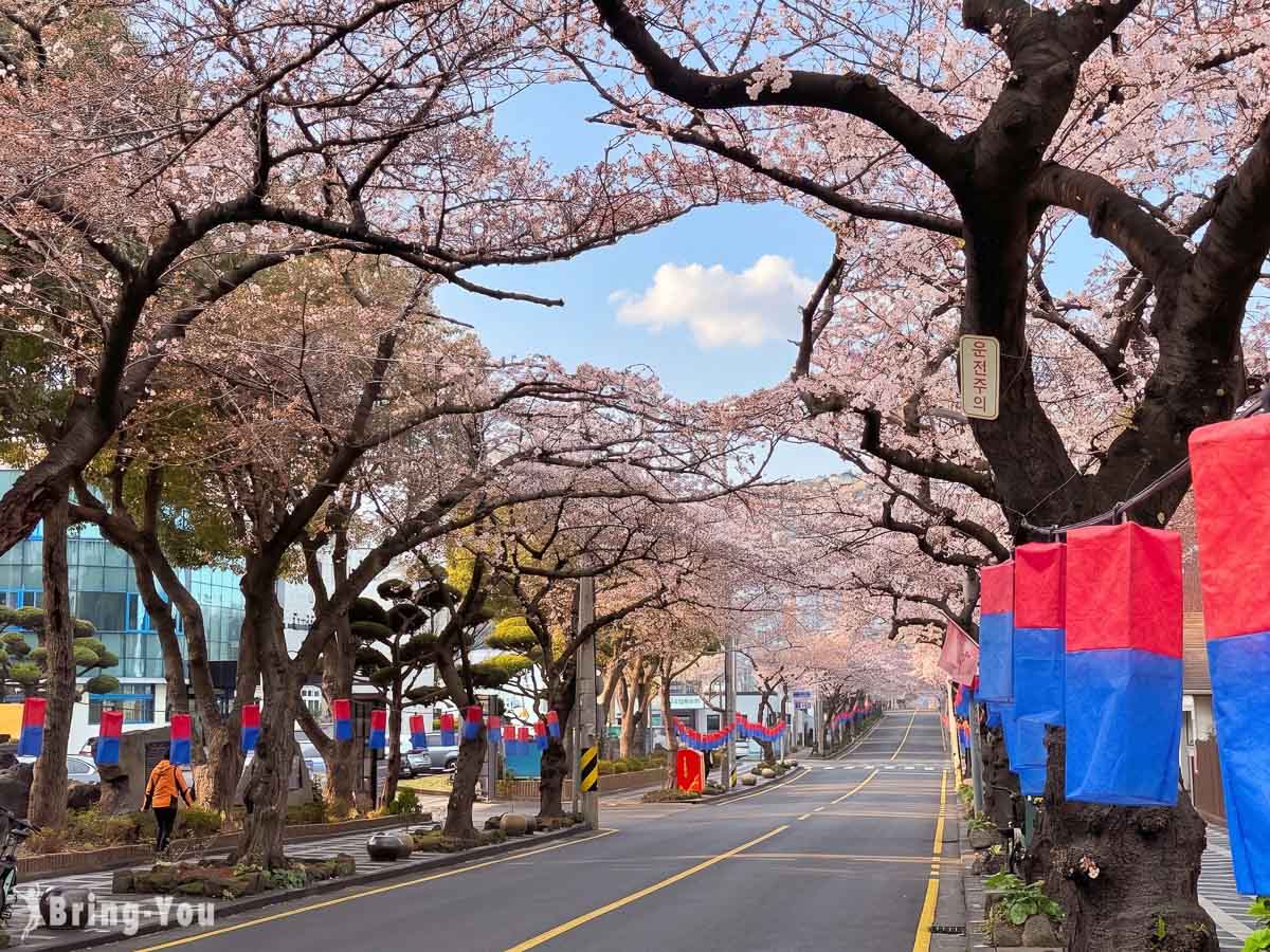 典农路樱花路