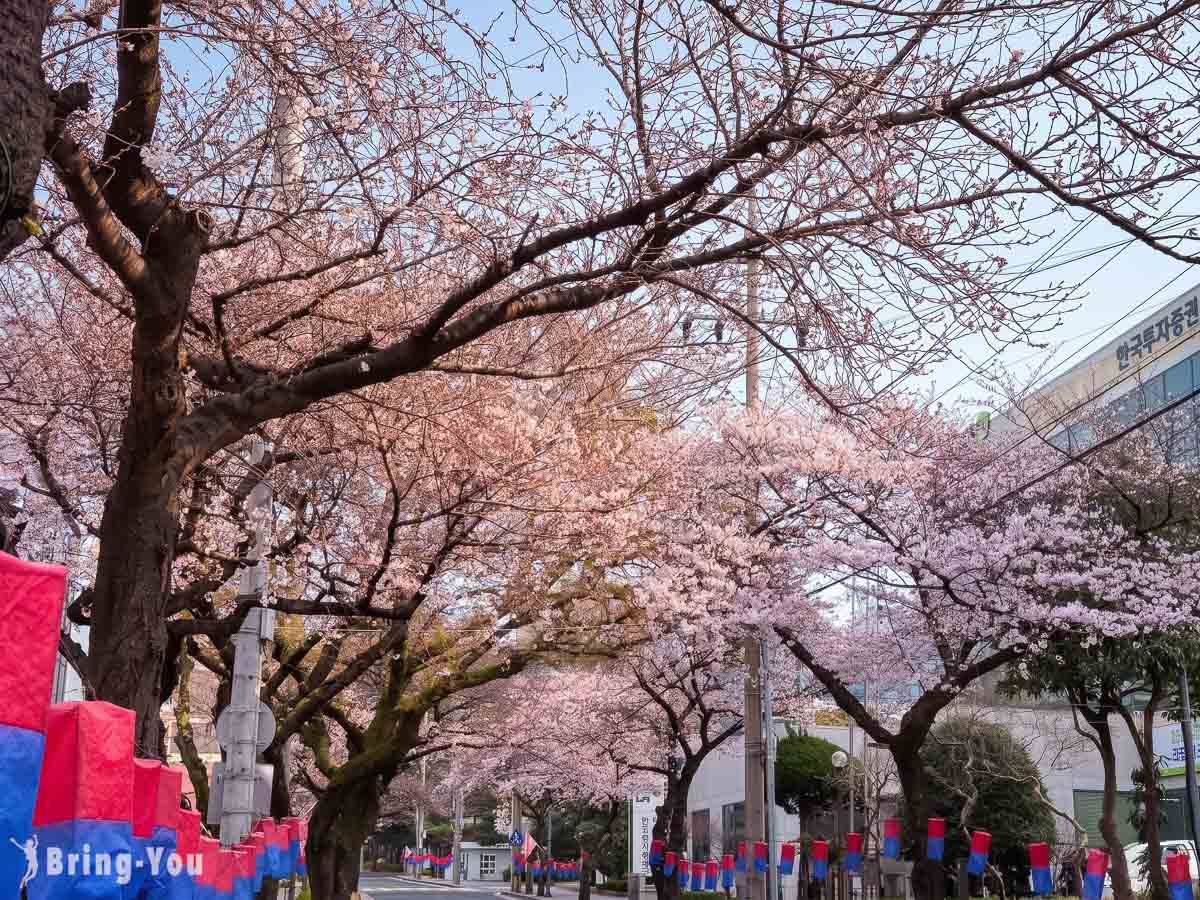 典农路樱花路