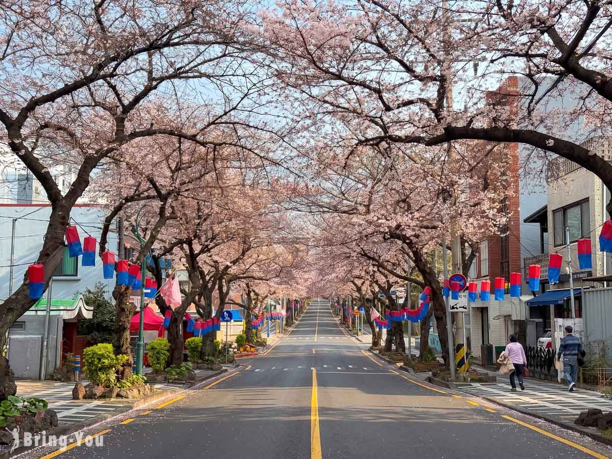 典农路樱花路