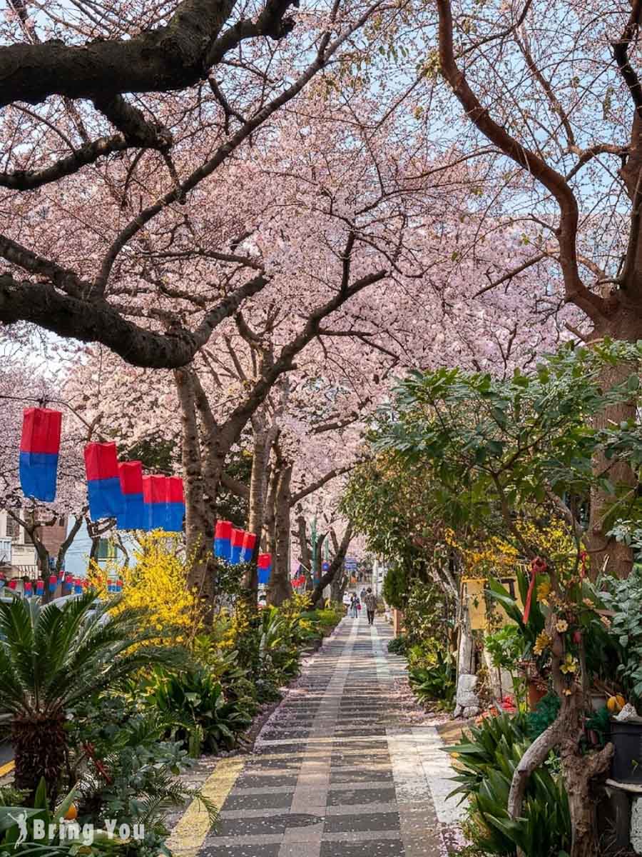 典农路樱花路