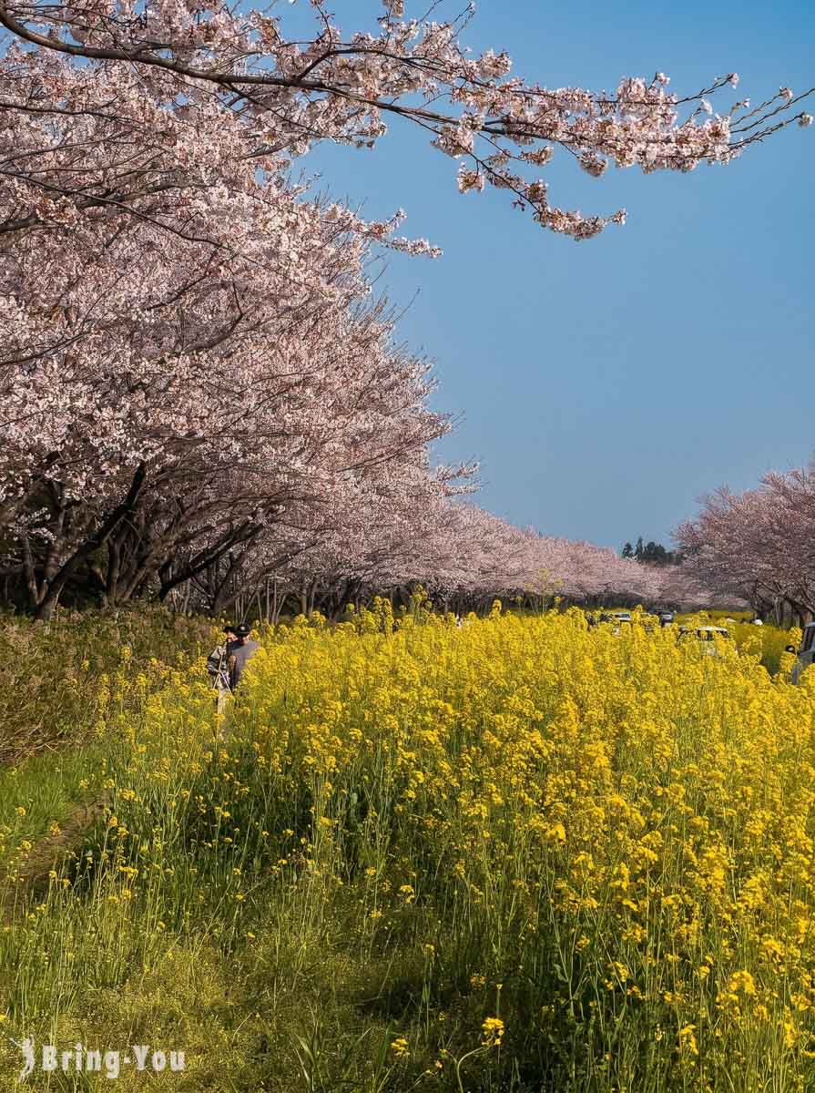 鹿山路樱花油菜田