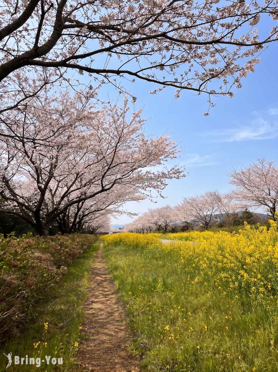 鹿山路樱花
